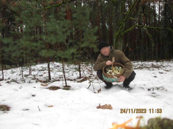 За окном снег, а белорусы еще умудряются собирать ведрами грибы и хвастаться трофеями За окном снег, а белорусы еще умудряются собирать ведрами грибы и хвастаться трофеями