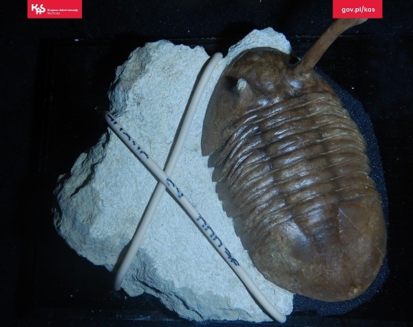 Белорус пытался контрабандой ввезти в Польшу древние окаменелости