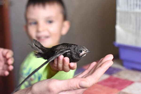 Подарок с неба. Как гомельчанка спасла и выходила птенца стрижа Подарок с неба. Как гомельчанка спасла и выходила птенца стрижа