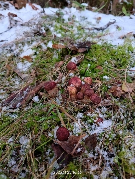 За окном снег, а белорусы еще умудряются собирать ведрами грибы и хвастаться трофеями За окном снег, а белорусы еще умудряются собирать ведрами грибы и хвастаться трофеями