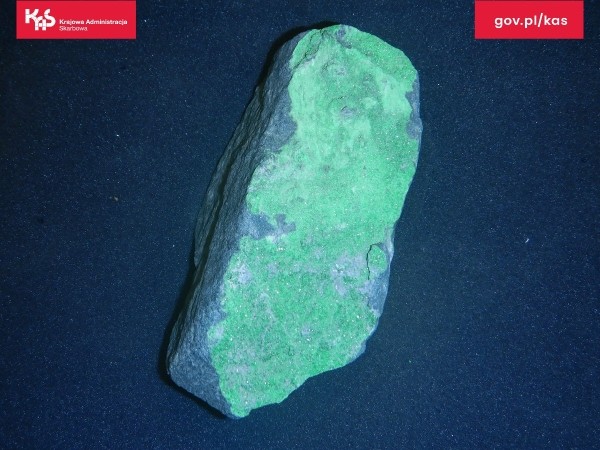 Белорус пытался контрабандой ввезти в Польшу древние окаменелости