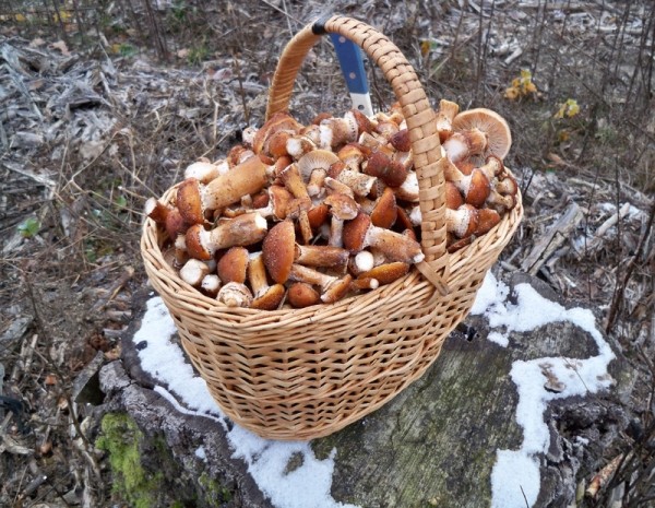 За окном снег, а белорусы еще умудряются собирать ведрами грибы и хвастаться трофеями За окном снег, а белорусы еще умудряются собирать ведрами грибы и хвастаться трофеями