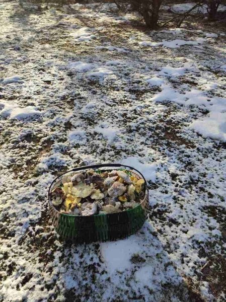 За окном снег, а белорусы еще умудряются собирать ведрами грибы и хвастаться трофеями За окном снег, а белорусы еще умудряются собирать ведрами грибы и хвастаться трофеями