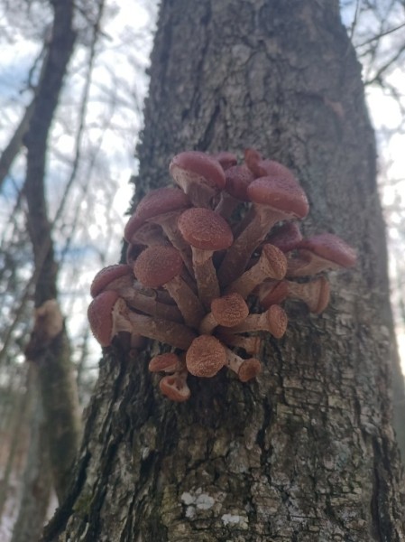 За окном снег, а белорусы еще умудряются собирать ведрами грибы и хвастаться трофеями За окном снег, а белорусы еще умудряются собирать ведрами грибы и хвастаться трофеями