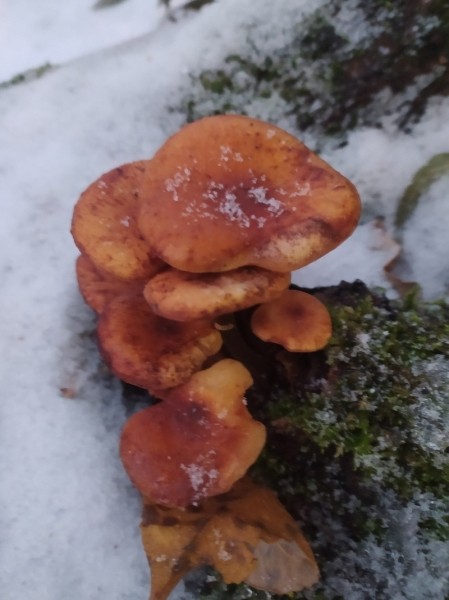 За окном снег, а белорусы еще умудряются собирать ведрами грибы и хвастаться трофеями За окном снег, а белорусы еще умудряются собирать ведрами грибы и хвастаться трофеями