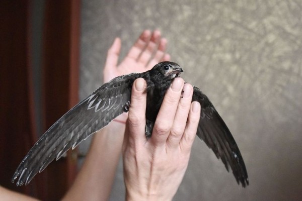 Подарок с неба. Как гомельчанка спасла и выходила птенца стрижа Подарок с неба. Как гомельчанка спасла и выходила птенца стрижа