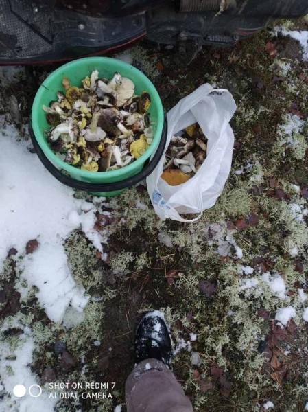 За окном снег, а белорусы еще умудряются собирать ведрами грибы и хвастаться трофеями За окном снег, а белорусы еще умудряются собирать ведрами грибы и хвастаться трофеями