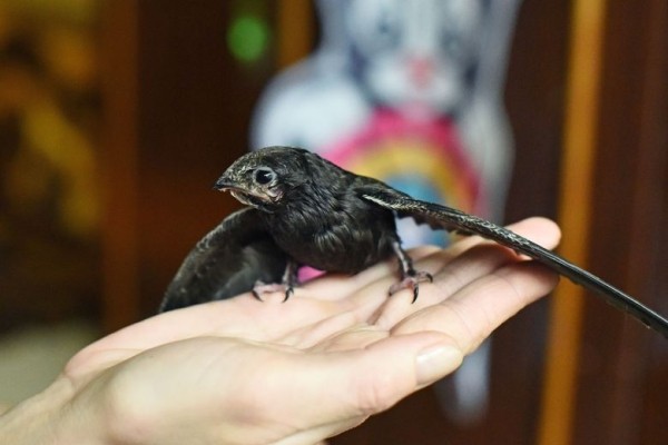 Подарок с неба. Как гомельчанка спасла и выходила птенца стрижа Подарок с неба. Как гомельчанка спасла и выходила птенца стрижа