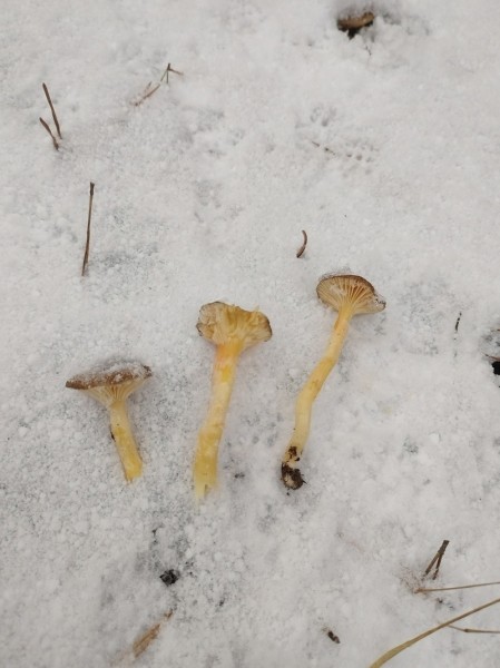 За окном снег, а белорусы еще умудряются собирать ведрами грибы и хвастаться трофеями За окном снег, а белорусы еще умудряются собирать ведрами грибы и хвастаться трофеями