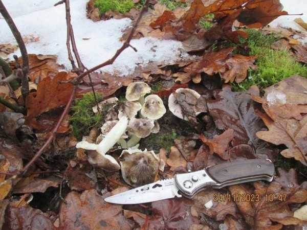 За окном снег, а белорусы еще умудряются собирать ведрами грибы и хвастаться трофеями За окном снег, а белорусы еще умудряются собирать ведрами грибы и хвастаться трофеями