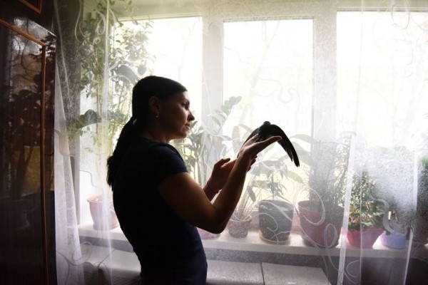 Подарок с неба. Как гомельчанка спасла и выходила птенца стрижа Подарок с неба. Как гомельчанка спасла и выходила птенца стрижа