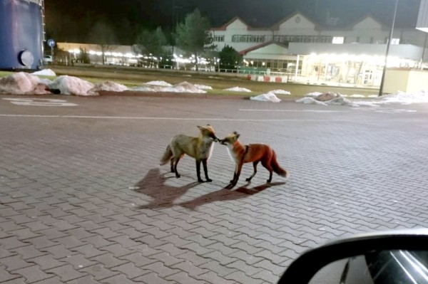 На польской границе водитель Audi пытался вклиниться в очередь и усадил человека на капот