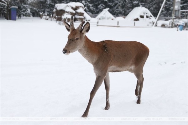 «Он спит у телевизора и обожает овсяное печенье». История об удивительной дружбе Олега и его оленя «Он спит у телевизора и обожает овсяное печенье». История об удивительной дружбе Олега и его оленя