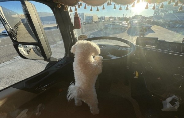 «Первое время работа вместе была адом!» Супруги пятый год живут в тесной кабине фуры и завели ещё собаку «Первое время работа вместе была адом!» Супруги пятый год живут в тесной кабине фуры и завели ещё собаку