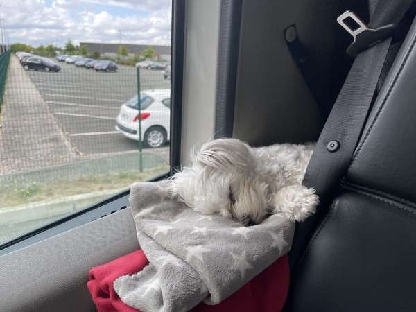 «Первое время работа вместе была адом!» Супруги пятый год живут в тесной кабине фуры и завели ещё собаку «Первое время работа вместе была адом!» Супруги пятый год живут в тесной кабине фуры и завели ещё собаку