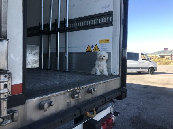 «Первое время работа вместе была адом!» Супруги пятый год живут в тесной кабине фуры и завели ещё собаку «Первое время работа вместе была адом!» Супруги пятый год живут в тесной кабине фуры и завели ещё собаку