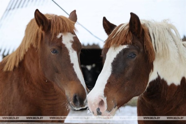 «Он спит у телевизора и обожает овсяное печенье». История об удивительной дружбе Олега и его оленя «Он спит у телевизора и обожает овсяное печенье». История об удивительной дружбе Олега и его оленя