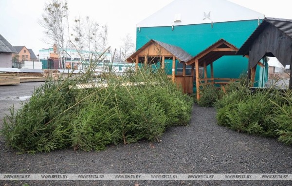 В Бресте заработали елочные базары