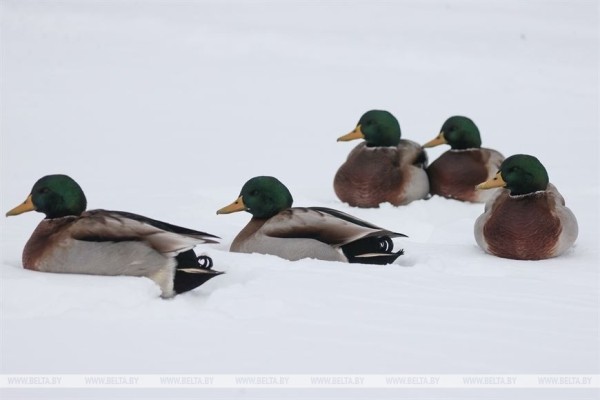 «Он спит у телевизора и обожает овсяное печенье». История об удивительной дружбе Олега и его оленя «Он спит у телевизора и обожает овсяное печенье». История об удивительной дружбе Олега и его оленя