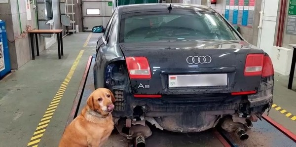 Белорус смог провезти нелегальный груз за границу, но вскоре «запрещенку» в тайниках нашла собака пограничников Белорус смог провезти нелегальный груз за границу, но вскоре «запрещенку» в тайниках нашла собака пограничников