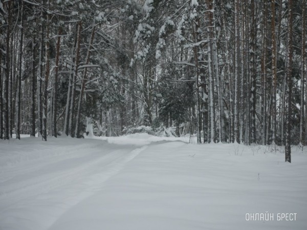 В Кобринском районе изменены границы, режим охраны и использования заказника «Ель»