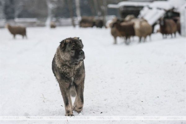 «Он спит у телевизора и обожает овсяное печенье». История об удивительной дружбе Олега и его оленя «Он спит у телевизора и обожает овсяное печенье». История об удивительной дружбе Олега и его оленя