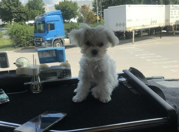 «Первое время работа вместе была адом!» Супруги пятый год живут в тесной кабине фуры и завели ещё собаку «Первое время работа вместе была адом!» Супруги пятый год живут в тесной кабине фуры и завели ещё собаку