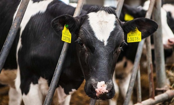 В Брестской области впервые в истории превышен 7-тысячный рубеж по надою молока