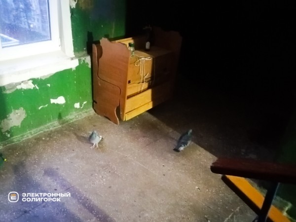 «Не хотели жить в свинарнике». Как солигорчане превратили убитый подъезд в элитный «Не хотели жить в свинарнике». Как солигорчане превратили убитый подъезд в элитный