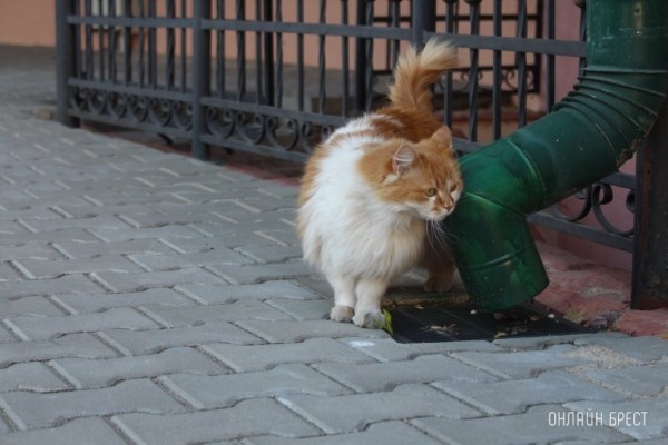 В ответе за тех, кого приручили: какое наказание предусмотрено за выброшенное на улицу домашнее животное В ответе за тех, кого приручили: какое наказание предусмотрено за выброшенное на улицу домашнее животное