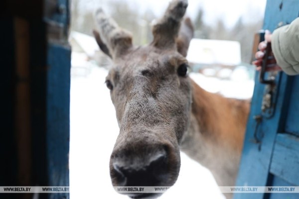 «Он спит у телевизора и обожает овсяное печенье». История об удивительной дружбе Олега и его оленя «Он спит у телевизора и обожает овсяное печенье». История об удивительной дружбе Олега и его оленя
