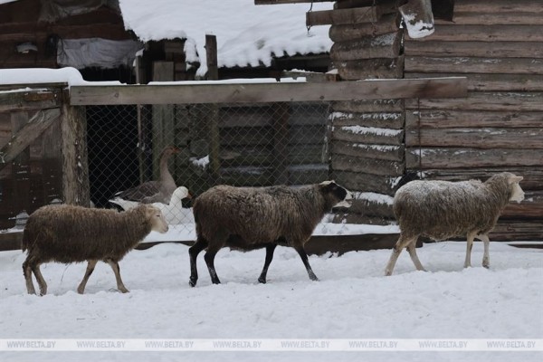 «Он спит у телевизора и обожает овсяное печенье». История об удивительной дружбе Олега и его оленя «Он спит у телевизора и обожает овсяное печенье». История об удивительной дружбе Олега и его оленя