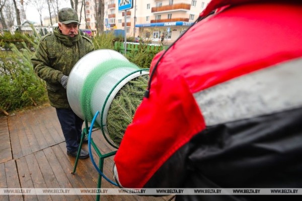 В Бресте заработали елочные базары