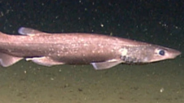 Оса-убийца, акула-демон и гигантский паук. Самые прекрасные и ужасающие существа 2023 года