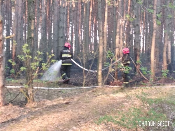 Спасатели Брестской области за минувшую неделю более 20 раз выезжали на тушение палов Спасатели Брестской области за минувшую неделю более 20 раз выезжали на тушение палов