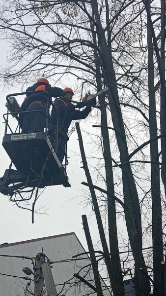 В Бресте ведутся плановые работы по обрезке и удалению опасных деревьев