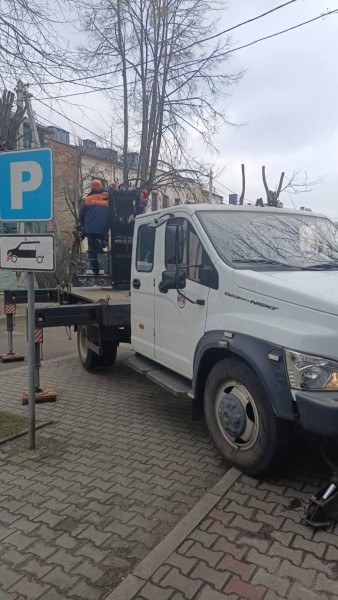 В Бресте ведутся плановые работы по обрезке и удалению опасных деревьев