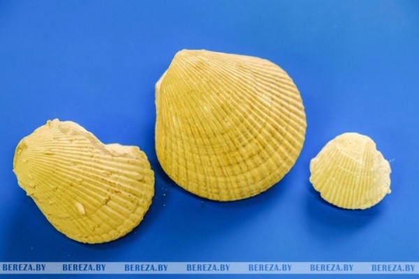 Учитель из Брестской области коллекционирует необычные минералы