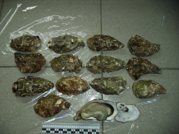 Более 630 кг устриц из Беларуси не попало в рестораны Москвы Более 630 кг устриц из Беларуси не попало в рестораны Москвы