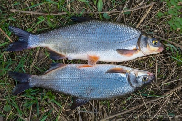 В Беларуси все чаще ловят краснокнижную рыбу: как не попасть на большой штраф В Беларуси все чаще ловят краснокнижную рыбу: как не попасть на большой штраф