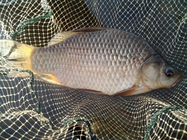 Белорусским рыбакам-любителям объяснили, как правильно измерять трофеи Белорусским рыбакам-любителям объяснили, как правильно измерять трофеи