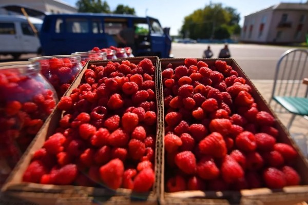 Россельхознадзор не пропустил в РФ почти 3 тонны малины из Беларуси Россельхознадзор не пропустил в РФ почти 3 тонны малины из Беларуси