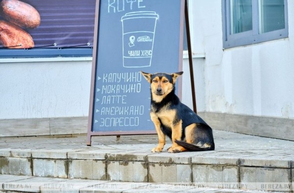 Узнали, можно ли заходить в магазин с домашним питомцем Узнали, можно ли заходить в магазин с домашним питомцем