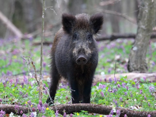 В МЧС рассказали, как выжить при встрече с диким животным В МЧС рассказали, как выжить при встрече с диким животным