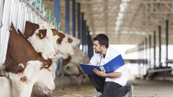 В Беларуси повысят зарплаты ветеринарам В Беларуси повысят зарплаты ветеринарам