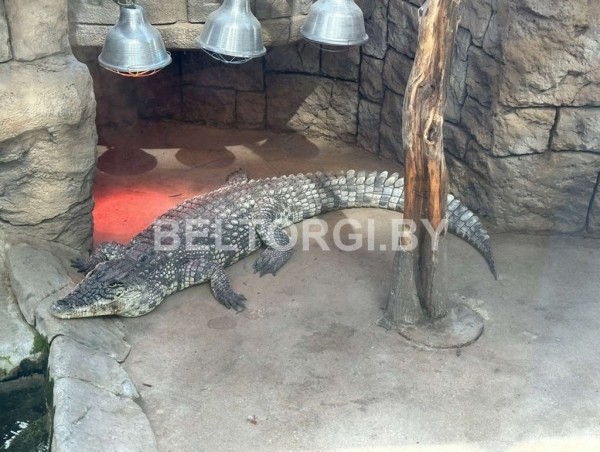 В Беларуси продают живого крокодила