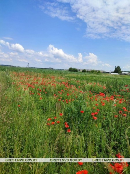 В Кобринском районе сотрудники милиции уничтожили более 2300 кг мака В Кобринском районе сотрудники милиции уничтожили более 2300 кг мака