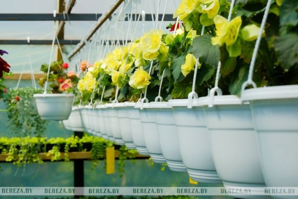 Супруги из Березы показали свой сад Супруги из Березы показали свой сад