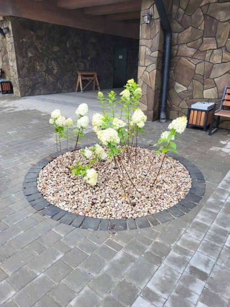 Беловежская пуща преображается