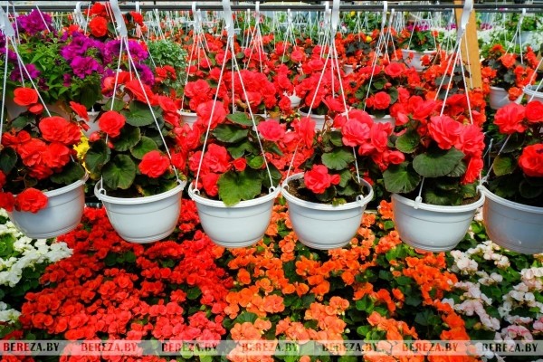 Супруги из Березы показали свой сад Супруги из Березы показали свой сад